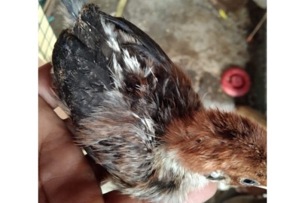 Grup jual beli ayam rejomulyo Abung timur lampung utara