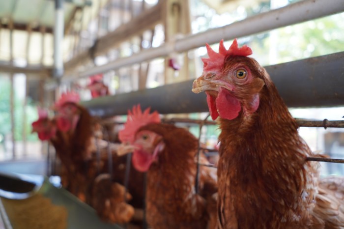 Pentingnya Pencahayaan Terhadap Performa Ayam Petelur Ayam merah petelur di Pugung, Tanggamus