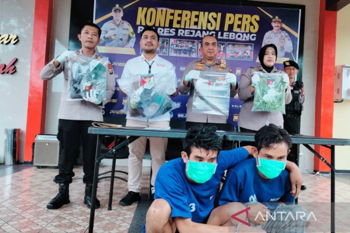 Pemerintah Kabupaten Rejang Lebong Ayam arab di Sindang Dataran, Rejang Lebong