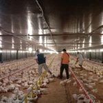 Janu Putra Sejahtera