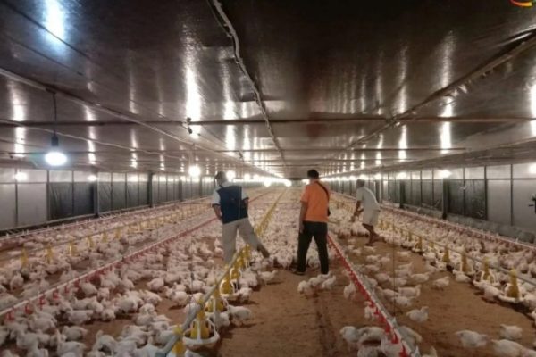 Janu Putra Sejahtera