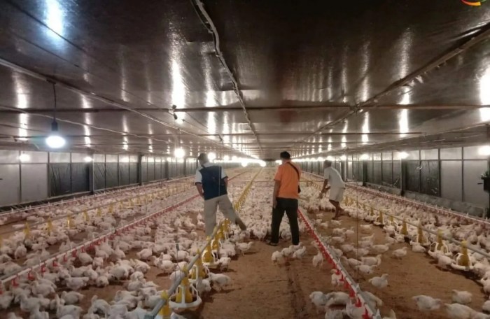 Janu Putra Sejahtera