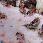 Cara Ternak Jangkrik: Panduan Lengkap untuk Pemula - Biotifor