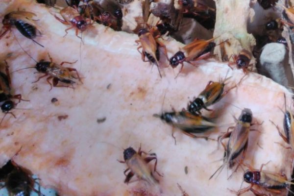 Cara Ternak Jangkrik: Panduan Lengkap untuk Pemula - Biotifor