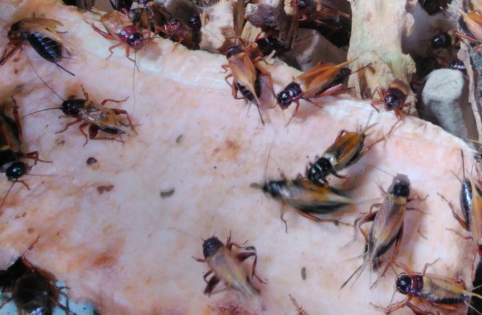 Cara Ternak Jangkrik: Panduan Lengkap untuk Pemula - Biotifor Ternak jangkrik di Sukakarya, Kota Sabang