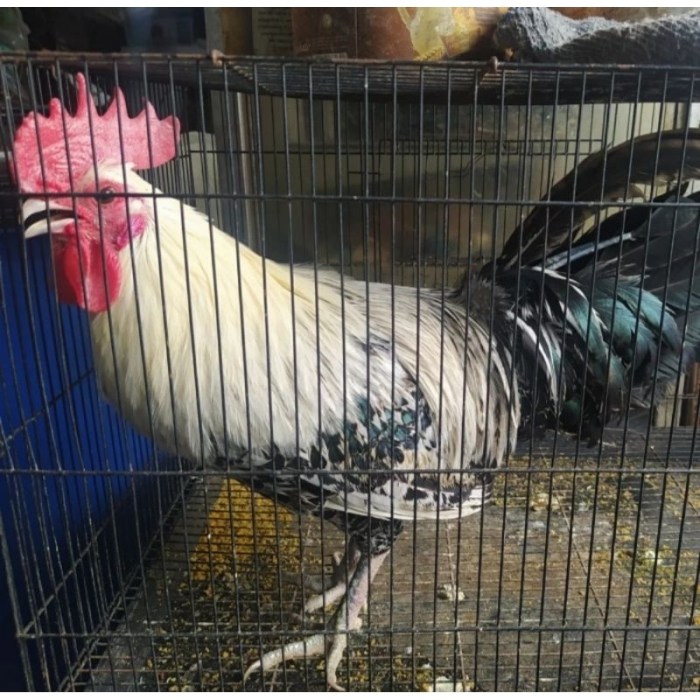 √ Informasi Lengkap Mengenai Ayam Arab | HOBI TERNAK √ Informasi Lengkap Mengenai Ayam Arab | HOBI TERNAK