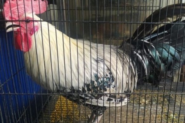 4 Alasan Kenapa Anda Harus Beternak Ayam Arab Jantan HOBI TERNAK