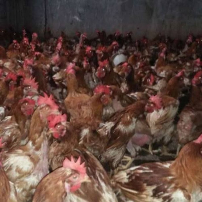 Ayam merah petelur di Seputih Mataram, Lampung Tengah