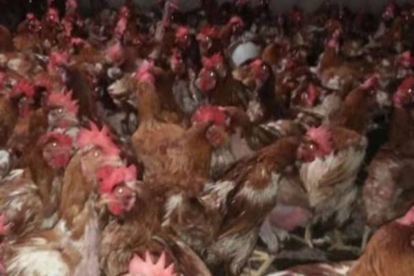 Ayam merah petelur di Gunung Agung, Tulang Bawang Barat