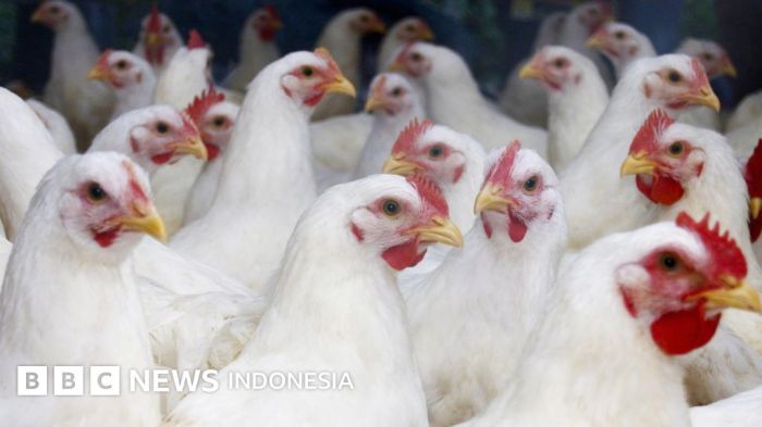 Mentan SYL Terapkan Role Model Penerapan Sistem Hulu - Hilir Ayam ... Mentan SYL Terapkan Role Model Penerapan Sistem Hulu - Hilir Ayam ...