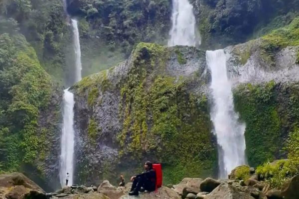 Ayam arab di Air Padang, Bengkulu Utara
