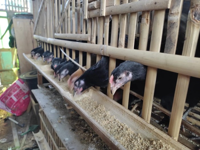 Ternak ayam kampung pemula di Ulu Talo, Seluma