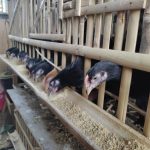 Ternak ayam kampung pemula di Ulu Manna, Bengkulu Selatan
