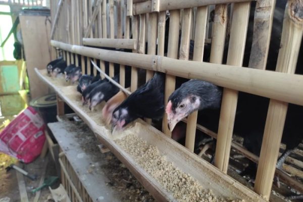 Ternak ayam kampung pemula di Ulu Manna, Bengkulu Selatan