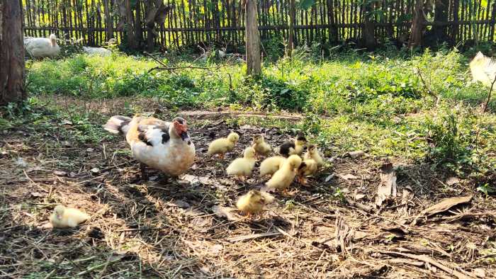 9 Cara Ternak Entok di Pekarangan Rumah untuk Pemula, Bisa Hasilkan ... Beternak ayam di pekarangan rumah di Mane Pidie