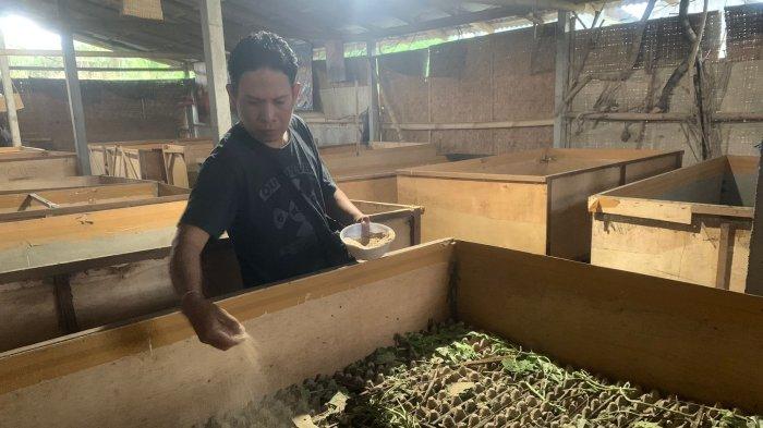 Mengintip Bisnis Ternak Jangkrik yang Menguntungkan Ternak jangkrik di Meureudu, Pidie Jaya