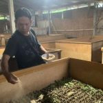 Ternak jangkrik di Lhoksukon, Aceh Utara