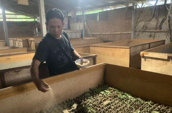 Ternak jangkrik di Lhoksukon, Aceh Utara