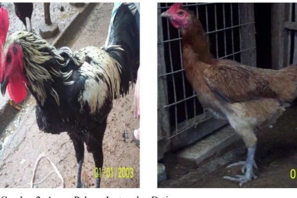 Balai Benih Pertanian Pelempang kembangkan ayam arab - ANTARA News