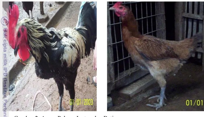 Balai Benih Pertanian Pelempang kembangkan ayam arab - ANTARA News Balai Benih Pertanian Pelempang kembangkan ayam arab - ANTARA News