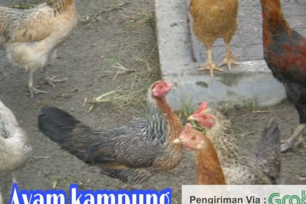 Harga ayam kampung di Lembah Seulawah Aceh Besar