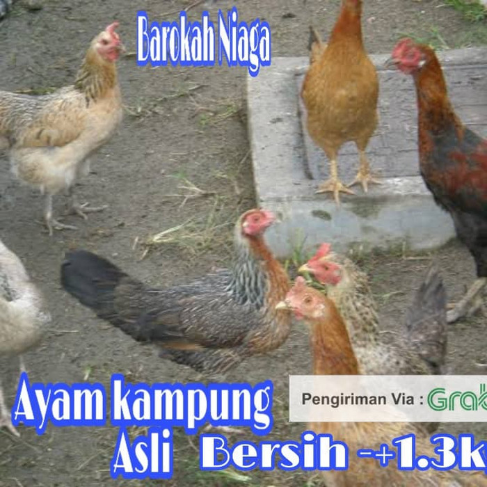 Jual AYAM KAMPUNG ASLI UKURAN LEBIH BESAR COCOK UNTUK HIDANGAN KELUARGA ... Harga ayam kampung di Lembah Seulawah Aceh Besar