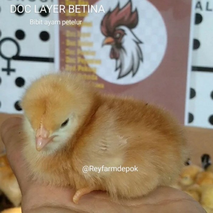 Ayam merah petelur di Anak Tuha, Lampung Tengah