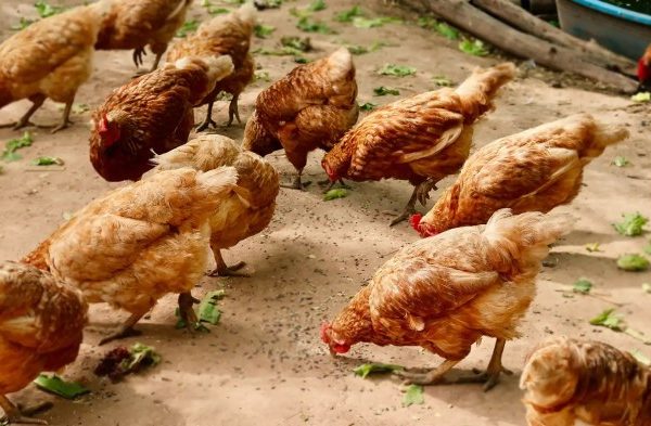 Panduan Cara Ternak Ayam Petelur, Mudah Untuk Pemula - Tugumalang.id