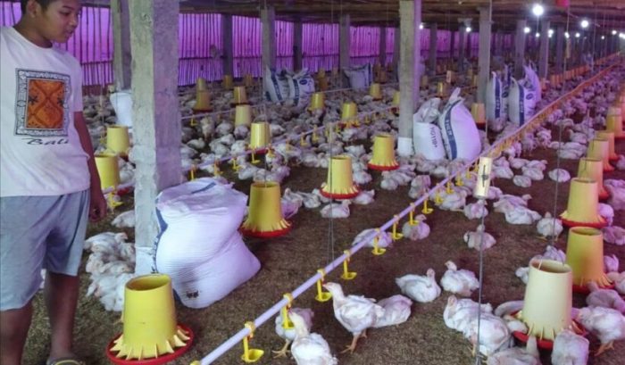 Peternakan ayam kampung di Ngemplak, Boyolali