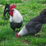 Ayam arab di Kaur Tengah, Kaur