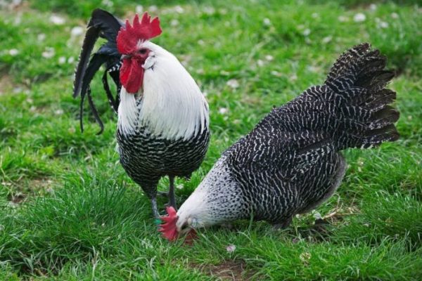 Ayam arab di Kaur Tengah, Kaur