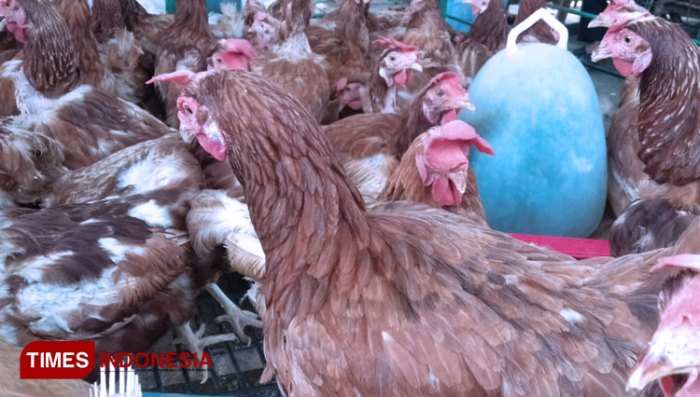Harga ayam kampung di Setia Aceh Barat Daya