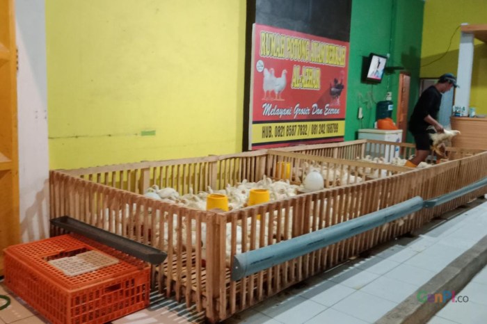Harga ayam kampung di Darul Imarah Aceh Besar