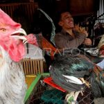 HARGA AYAM KAMPUNG | ANTARA Foto