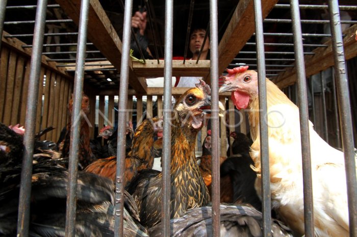 HARGA AYAM KAMPUNG | ANTARA Foto