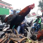 Harga ayam kampung di Blang Bintang Aceh Besar