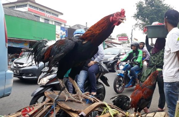 Harga ayam kampung di Blang Bintang Aceh Besar