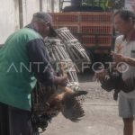 Harga ayam kampung di Seulimeum Aceh Besar