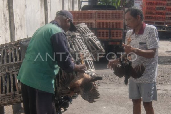 Harga ayam kampung di Seulimeum Aceh Besar