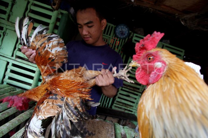 Harga ayam kampung di Manggeng Aceh Barat Daya