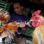 Harga ayam kampung di Blangpidie Aceh Barat Daya