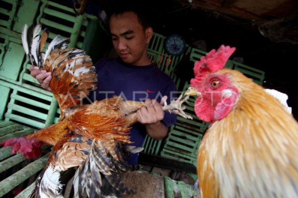 Harga ayam kampung di Blangpidie Aceh Barat Daya
