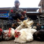 Harga Ayam Kampung Naik Selama Ramadhan di Aceh Tenggara - tribungayo.com