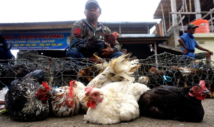 Harga ayam kampung di Lembah Sabil Aceh Barat Daya