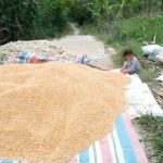 Ternak jangkrik di Blang Pegayon, Gayo Lues