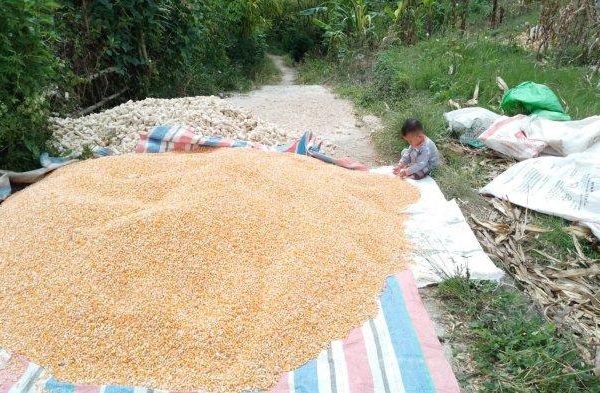 Ternak jangkrik di Blang Pegayon, Gayo Lues