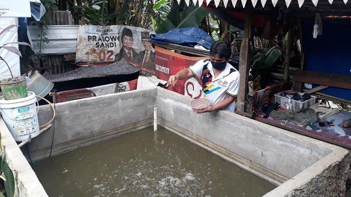 Kisah Warga Tanjung Barat Ternak Lele di Tengah Pandemi: Manfaatkan ...