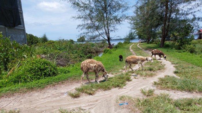 Budidaya Jangkrik Sebagai Pakan Ternak Untuk Pemula Ternak jangkrik di Simpang Kanan Aceh Singkil
