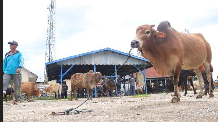 Ternak di Krueng Barona Jaya Aceh Besar