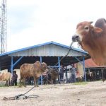 Ternak di Kuta Malaka Aceh Besar